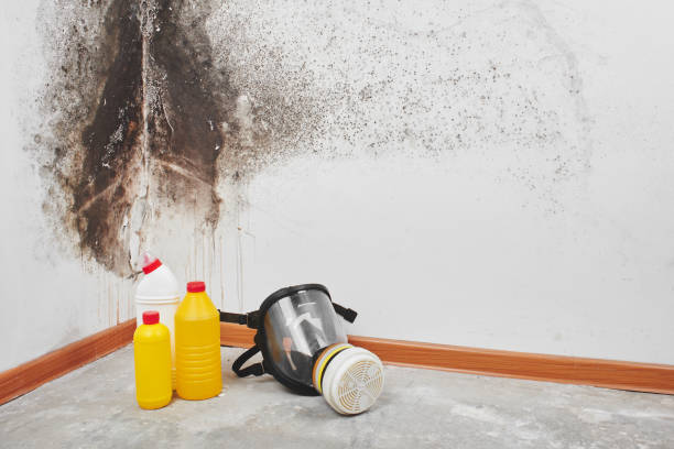 Best Toxic Mold Removal  in Bedminster, NJ
