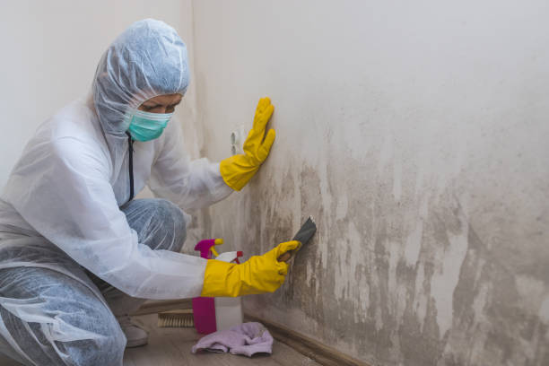 Best Same-Day Mold Removal  in Bedminster, NJ