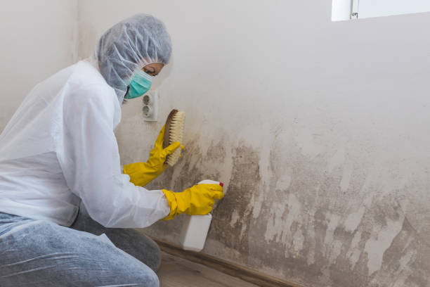 Best Crawl Space Mold Removal  in Bedminster, NJ