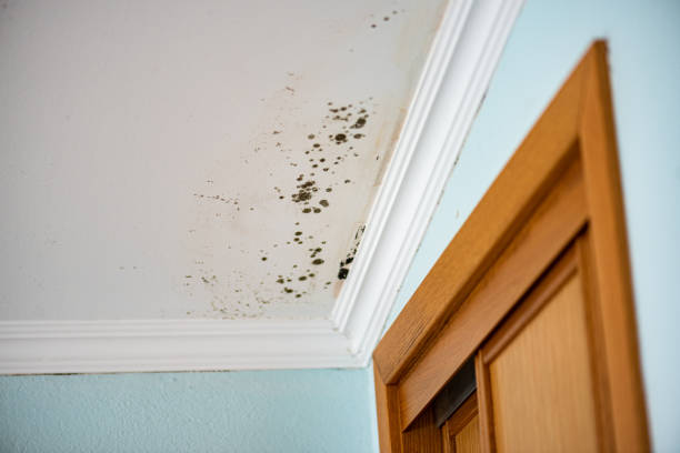 Best Emergency Mold Removal  in Bedminster, NJ