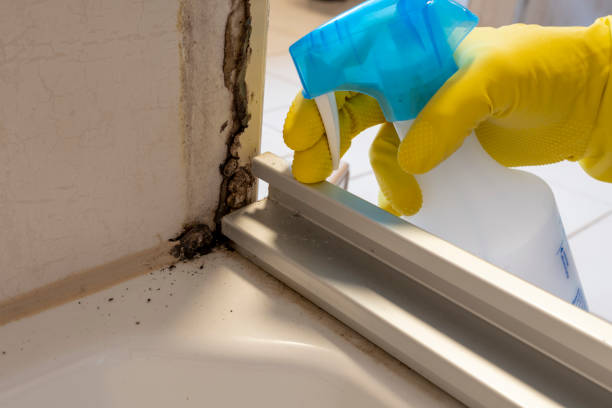 Best Attic Mold Removal  in Bedminster, NJ