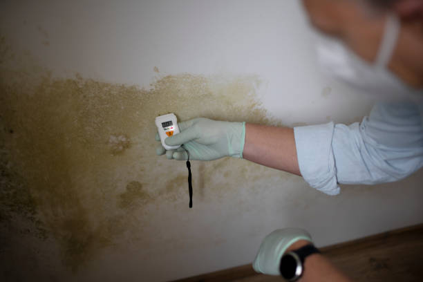 Best Fast Mold Removal  in Bedminster, NJ