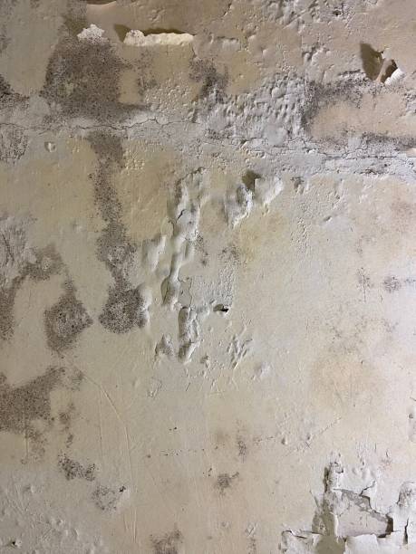 Best Mold Damage Repair  in Bedminster, NJ