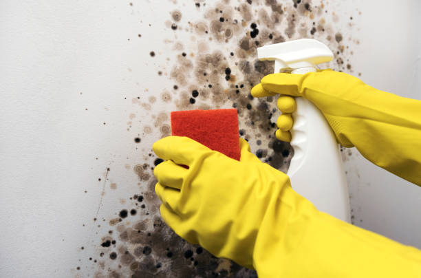 Best Residential Mold Removal  in Bedminster, NJ