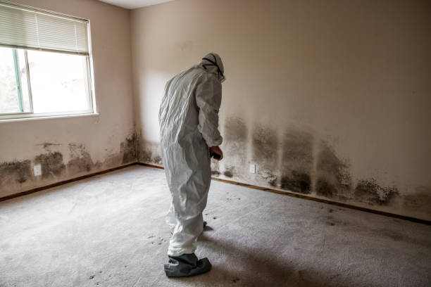 Reliable Bedminster, NJ Mold Removal Solutions