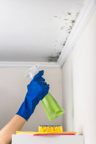 Best Professional Mold Removal  in Bedminster, NJ